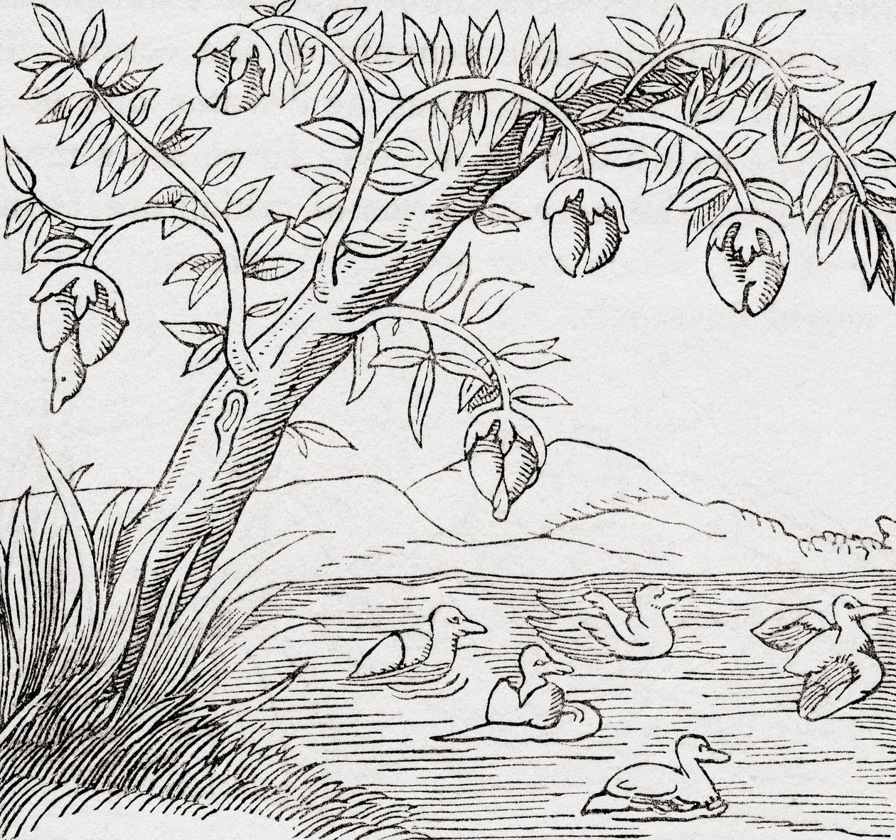 The Bird-tree by . .