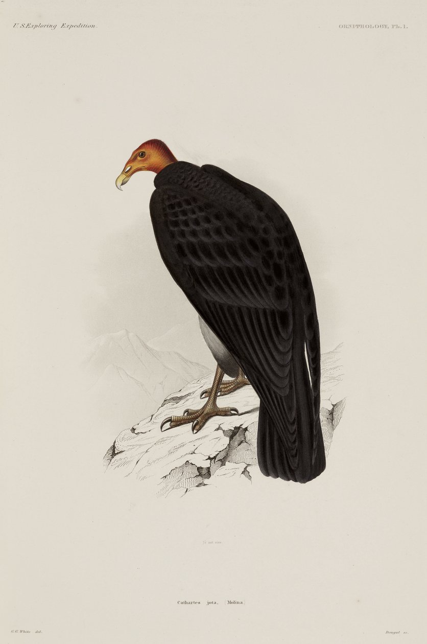 Turkey Vulture, Chile by John Pardon