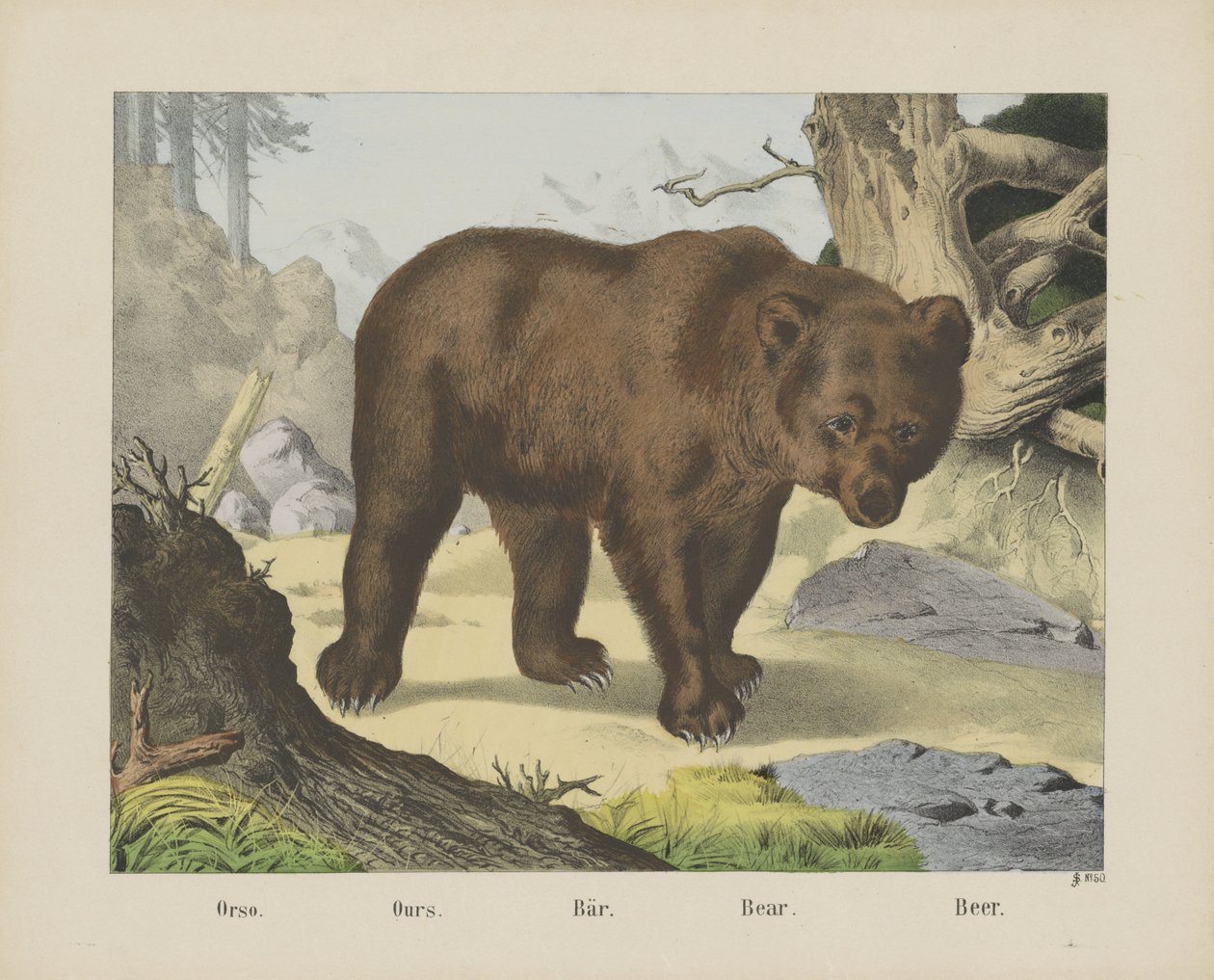 Bear by firma Joseph Scholz