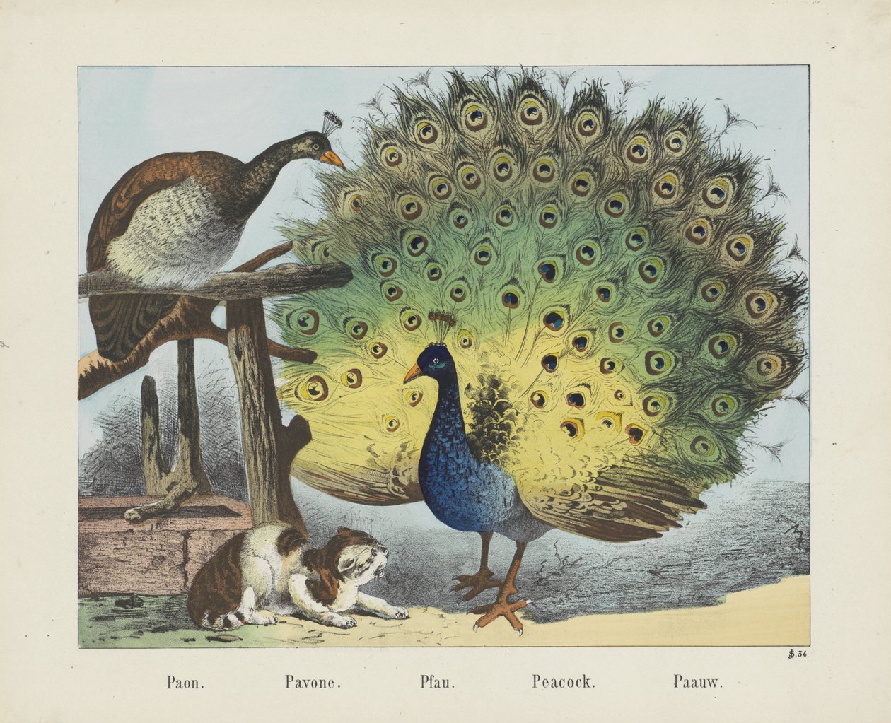 Peacock (title on object) by firma Joseph Scholz