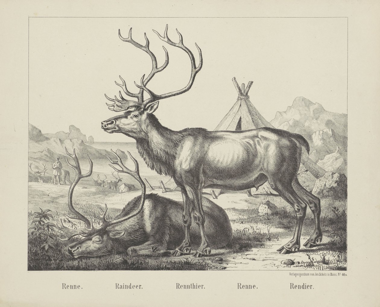 Reindeer by firma Joseph Scholz