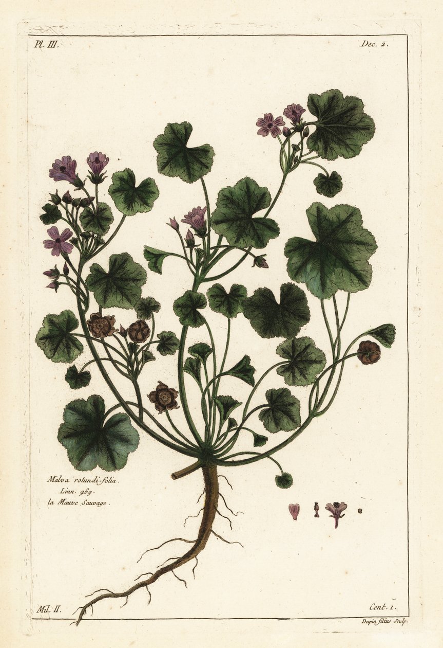 Low mallow or round-leaved mallow by the Younger Dupin