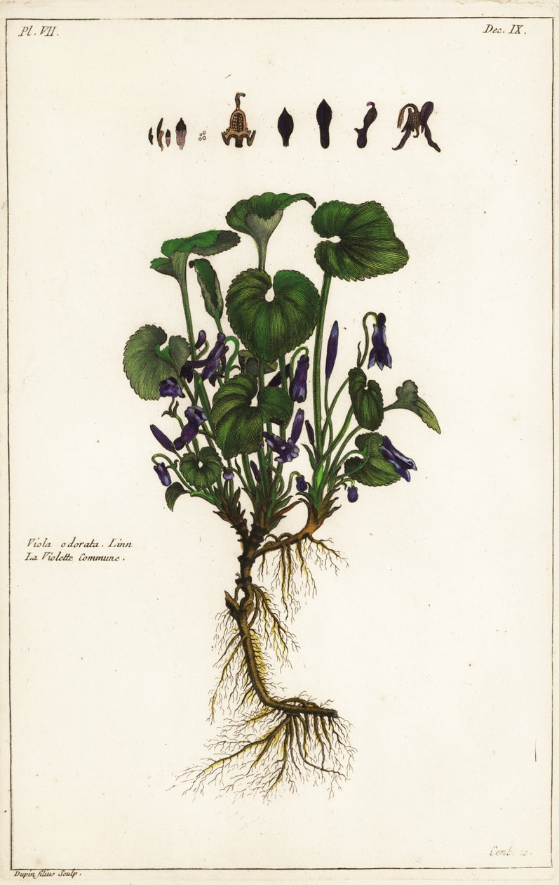 Sweet violet by the Younger Dupin