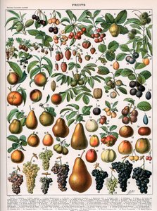 Illustration of Fruit Varieties, c.1905-10 by (after) Alillot