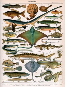 Illustration of Ocean Fish, c.1905-10 by (after) Alillot