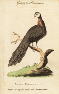 Great argus pheasant, Argusianus argus