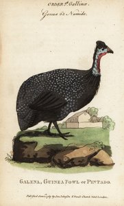 Helmeted guineafowl, Numida meleagris
