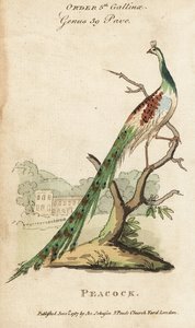 Indian peafowl or peacock