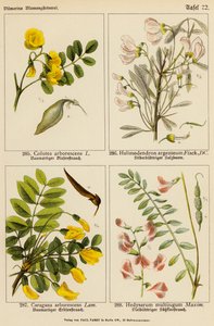 Colutea Arborescens, Halimodendron Argenteum, Caragana Arborescens, Hedysarum Multijugum by (after) German School