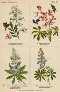 Dictamnus Albus, Lupinus Pilosus, Lupinus Mutabilis, Lupinus Perennis by (after) German School