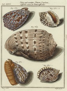 Shells by (after) German School