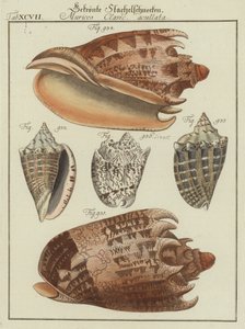 Shells by (after) German School