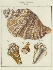 Shells by (after) German School