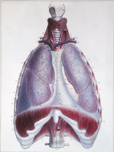 Anatomy of the lungs, from 
