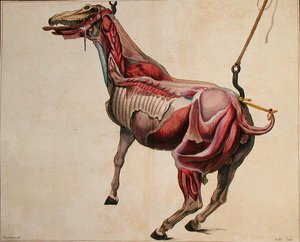 Flayed horse, from 