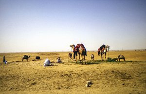 At the Desert