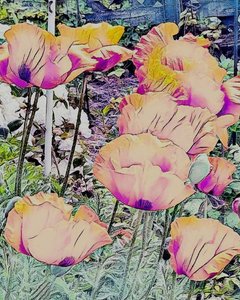 Poppies by Margareta Uliarte