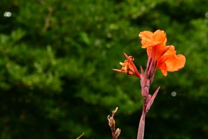 Captured roses against soft natural and artistic background
