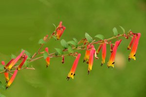 Captured roses against soft natural and artistic background