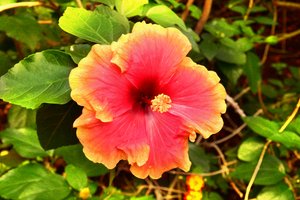 Floral Fine Art by Albert Mansour