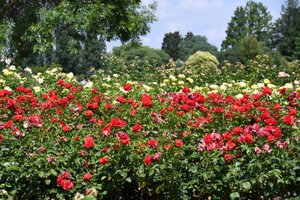 Floral Fine Art by Albert Mansour