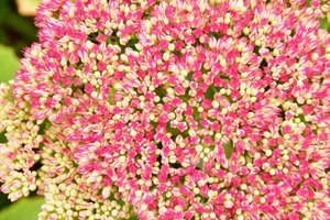 Floral Fine Art by Albert Mansour