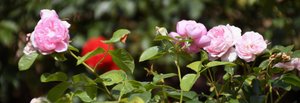 Floral Fine Art