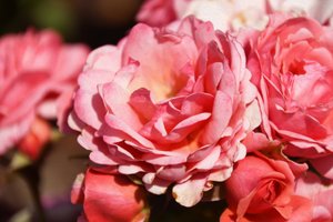 Floral Fine Art by Albert Mansour
