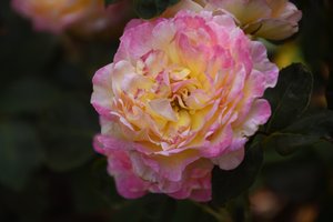 Floral Fine Art by Albert Mansour