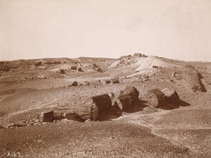 In the Petrified Forest (General View, Middle Park) by A.C. Vroman