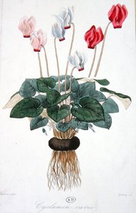 Cyclamen, engraved by Debray