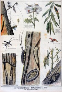 Harmful Insects that are Destructive to Forests by A Clement