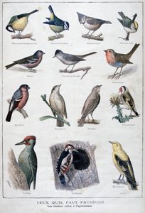 Useful birds in agriculture, 1896