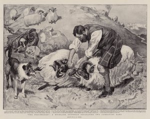 The Peacemaker, a Highland Shepherd Separating Two Combatant Rams by A. G. Small