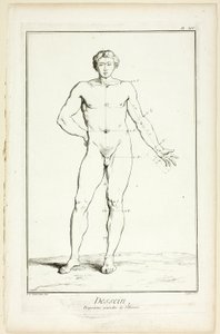 Design: General Proportions of the Male, from Encyclopédie by A. J. Defehrt
