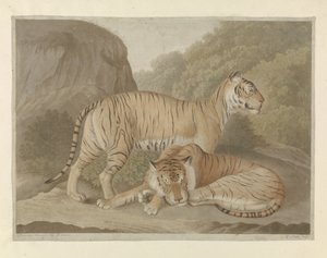 Two Tigers in a Landscape