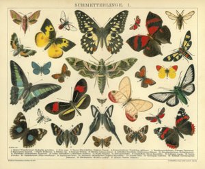 Butterflies. I. by A. Reichert