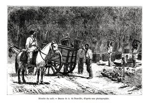 Harvesting the Coffee, Brazil, 19th Century