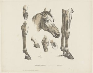 Stallion by A. van Loco