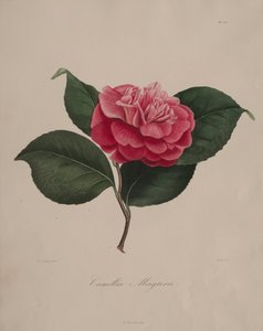 Iconography of the Camellia Genus: No. 171