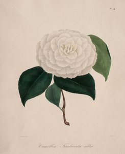 Iconography of the Camellia Genus: No. 194
