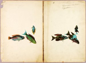 FISH, study folder for the book Concealing Coloration in the Animal Kingdom by Abbott Handerson Thayer