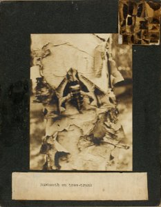 Hawkmoth on tree trunk, study folder for book Concealing Coloration in the Animal Kingdom by Abbott Handerson Thayer