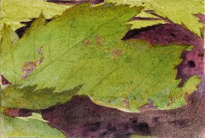 Heterocampa Biundata, study for book Concealing Coloration in the Animal Kingdom