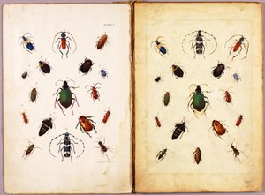INSECTS--Colored beetles, landscape, study folder for book Concealing Coloration in the Animal Kingdom