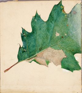Oligocentra Lignicolor, Walker, study for book Concealing Coloration in the Animal Kingdom by Abbott Handerson Thayer