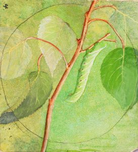 Sphinx Caterpillar, Study for Book Concealing Coloration in the Animal Kingdom by Abbott Handerson Thayer