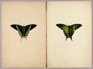 Urania Moth, study folder for the book "Concealing Coloration in the Animal Kingdom" by Abbott Handerson Thayer
