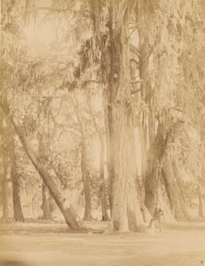 Mexico, Grove of Chapultepec, Near Mexico City by Abel Briquet