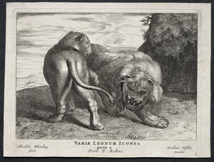 Various Lions by Abraham Blooteling